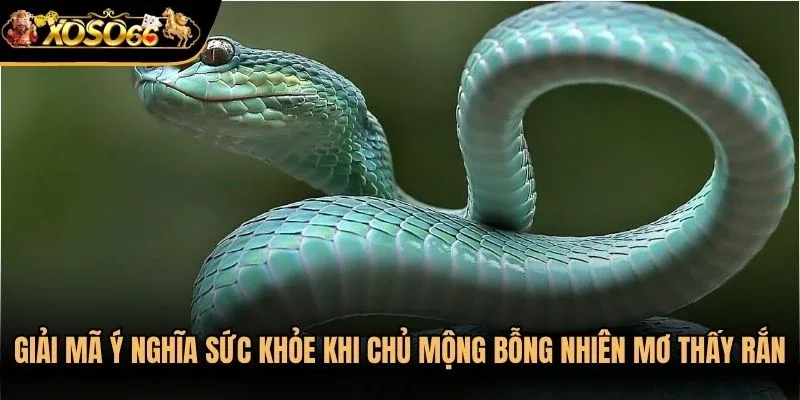 Giải mã ý nghĩa sức khỏe khi các chủ mộng bỗng nhiên mơ thấy rắn